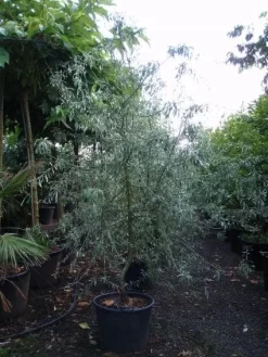 Sierpeer Als Struik (Pyrus Salicifolia 'Pendula') -Tuinplanten Winkel 20101224153119 6