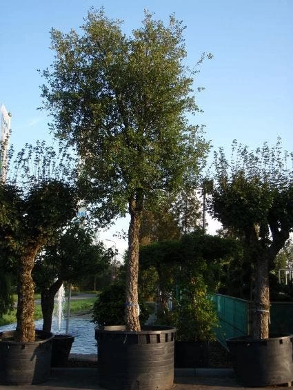 Kurkeik (Quercus Suber) 3 Kurkeik (Quercus Suber) - Afbeelding 3