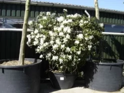 Rhododendron (Rhododendron 'Cunningham White') -Tuinplanten Winkel 20101227172754 8