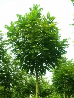 Bolacacia (Robinia Pseudoacacia 'Umbraculifera') -Tuinplanten Winkel 20101228120433 24