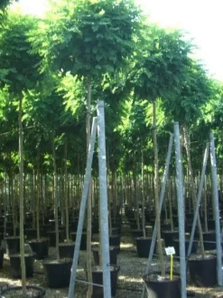 Bolacacia (Robinia Pseudoacacia 'Umbraculifera') -Tuinplanten Winkel 20101228120453 24