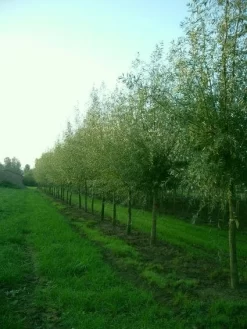 Knotwilg (Salix Alba) -Tuinplanten Winkel 20101228131242 13 2