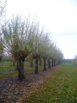 Knotwilg (Salix Alba) -Tuinplanten Winkel 20101228131303 13 1