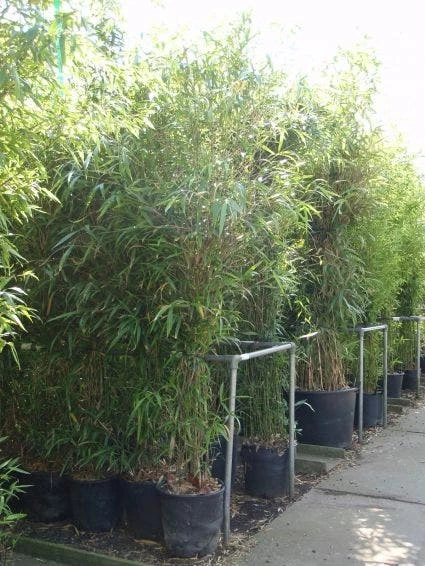 Bamboe (Semiarundinaria Fastuosa) 1 Bamboe (Semiarundinaria Fastuosa)