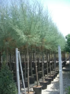 Tamarisk Als Boom (Tamarix Tetrandra) -Tuinplanten Winkel 20101228150045 7