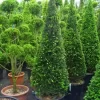 Taxus Als Kegel (Taxus Baccata)