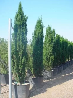 Groene Zuiltaxus (Taxus Baccata 'Fastigiata')