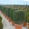 Taxus Als Kubus (Taxus Baccata)