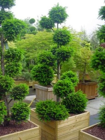 Taxus Als Bonsai (Taxus Baccata) 4 Taxus Als Bonsai (Taxus Baccata) - Afbeelding 4