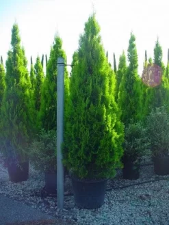 Levensboom (Thuja Orientalis 'Pyramidalis Aurea')