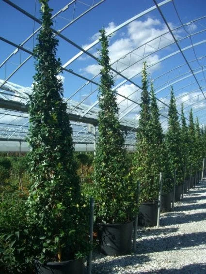 Toscaanse Jasmijn Als Piramide (Trachelospernum Jasminoides) 1 Toscaanse Jasmijn Als Piramide (Trachelospernum Jasminoides)