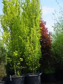 Goudiep (Ulmus Hollandica 'Wredei') -Tuinplanten Winkel 20101231140718 9