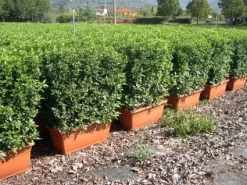 Sneeuwbal Meeneemhaag (Viburnum Tinus 'Eve Price')