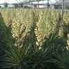 Palmlelie (Yucca Gloriosa 'Variegata')