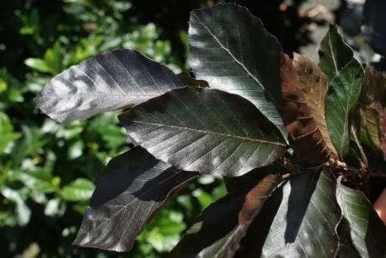 Rode Beuk Als Leiboom (Fagus Sylvatica 'Atropurpurea') 2 Rode Beuk Als Leiboom (Fagus Sylvatica 'Atropurpurea') - Afbeelding 2