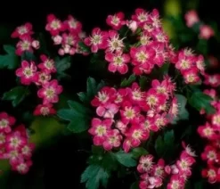 Rode Meidoorn Als Leiboom (Crataegus 'Paul's Scarlet') -Tuinplanten Winkel 20110201103926 5