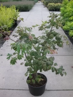 Japanse Esdoorn (Acer Japonicum 'Aconitifolium') -Tuinplanten Winkel 20110214171717 10