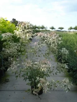 Vederesdoorn (Acer Negundo 'Flamingo')