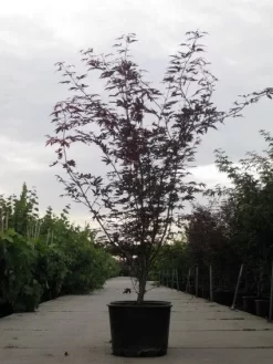 Japanse Esdoorn (Acer Palmatum 'Fireglow') 19 Japanse Esdoorn (Acer Palmatum 'Fireglow') -Tuinplanten Winkel 20110215151240 11