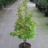 Japanse Esdoorn (Acer Shirasawanum 'Aureum')