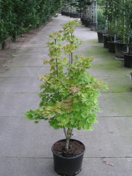 Japanse Esdoorn (Acer Shirasawanum 'Aureum') 1 Japanse Esdoorn (Acer Shirasawanum 'Aureum')
