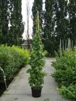 Sierkiwi (Actinidia Kolomikta) -Tuinplanten Winkel 20110215154225 2