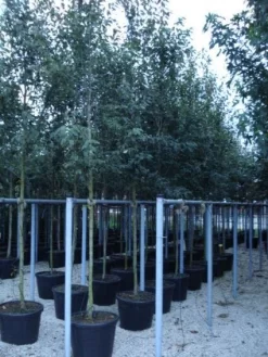 Krentenboom (Amelanchier Arborea 'Robin Hill') -Tuinplanten Winkel 20110215154853 10