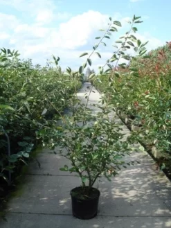 Krentenboom Als Struik (Amelanchier Lamarckii) -Tuinplanten Winkel 20110215155125 13 1