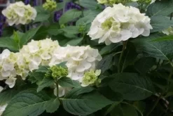 Hortensia (Hydrangea 'Endless Summer The Bride')