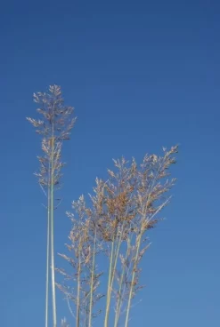 Diamantgras (Calamagrostis Brachytricha)