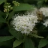 Spierstruik (Spiraea Japonica 'Albiflora')