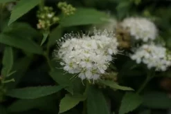 Uitgelichte producten 6 Spierstruik (Spiraea Japonica 'Albiflora')