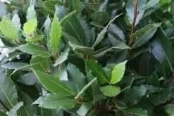 Echte Laurier Op Stam (Laurus Nobilis) -Tuinplanten Winkel 20110822170724 4