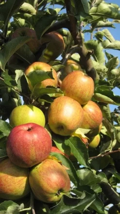 Appelboom (Malus Domestica ) -Tuinplanten Winkel 20110905151704 5