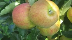 Appelboom (Malus Domestica 'Elstar') -Tuinplanten Winkel 20110905154809 6