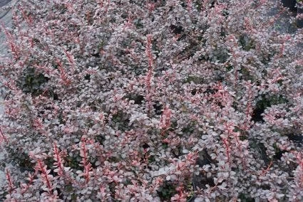 Zuurbes (Berberis Thunbergii 'Atropurpurea') 2 Zuurbes (Berberis Thunbergii 'Atropurpurea') - Afbeelding 2