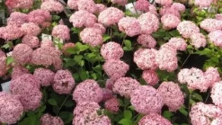 Hortensia (Hydrangea 'Pink Annabelle') -Tuinplanten Winkel 20111219093740 1