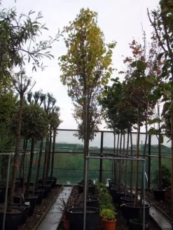 Judasboom (Cercis Siliquastrum) -Tuinplanten Winkel 20120110164015 10