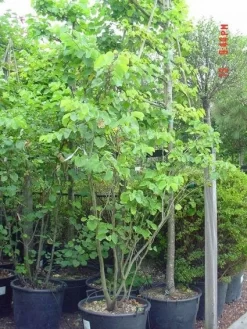 Judasboom Als Struik (Cercis Siliquastrum) -Tuinplanten Winkel 20120110165223 8