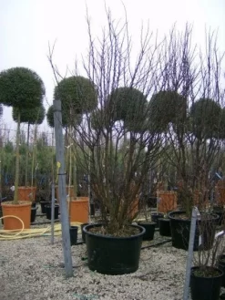 Judasboom Als Struik (Cercis Siliquastrum) -Tuinplanten Winkel 20120110165233 8