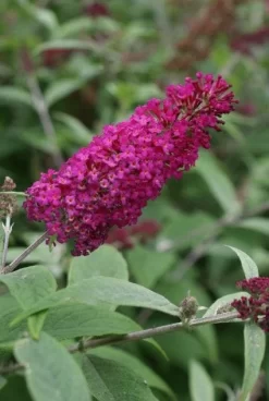 Uitgelichte producten 4 Vlinderstruik (Buddleja 'Miss Ruby')