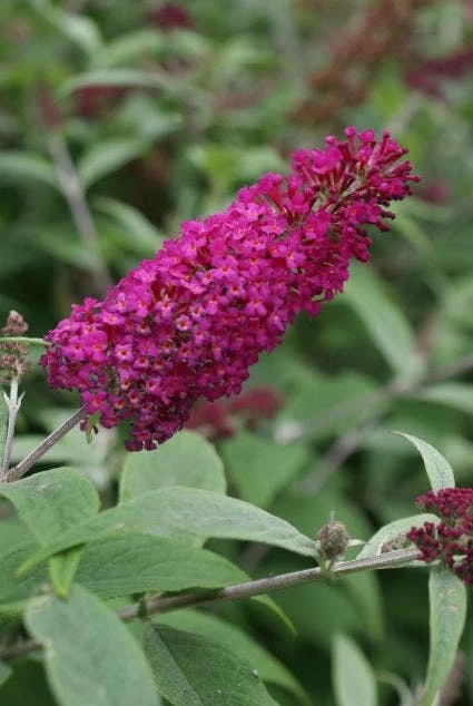 Vlinderstruik (Buddleja 'Miss Ruby') 1 Vlinderstruik (Buddleja 'Miss Ruby')