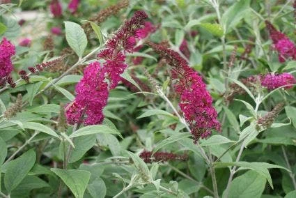 Vlinderstruik (Buddleja 'Miss Ruby') 2 Vlinderstruik (Buddleja 'Miss Ruby') - Afbeelding 2