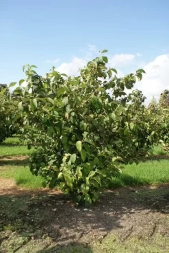 Japanse Sneeuwbal (Viburnum Plicatum 'Tomentosum') 7 Japanse Sneeuwbal (Viburnum Plicatum 'Tomentosum') -Tuinplanten Winkel 20120128164626 6