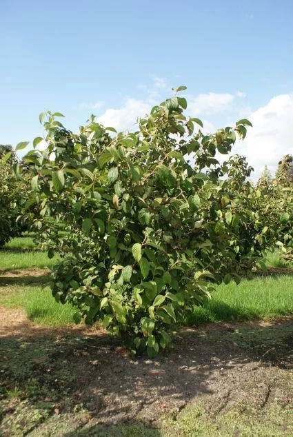 Japanse Sneeuwbal (Viburnum Plicatum 'Tomentosum') 4 Japanse Sneeuwbal (Viburnum Plicatum 'Tomentosum') - Afbeelding 4