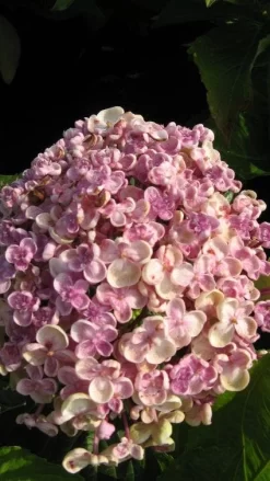 Seringhortensia (Hydrangea Macrophylla 'Ayesha') -Tuinplanten Winkel 20120202134624 2