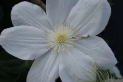 Bosrank (Clematis 'Madame Le Coultre') -Tuinplanten Winkel 20120211110333 1 1