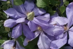 Bosrank (Clematis 'Mrs Cholmondeley') 12 Bosrank (Clematis 'Mrs Cholmondeley') -Tuinplanten Winkel 20120211111116 1