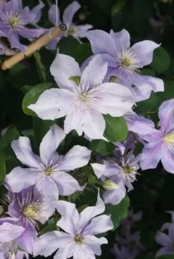 Bosrank (Clematis 'Justa') -Tuinplanten Winkel 20120211142234 1 1