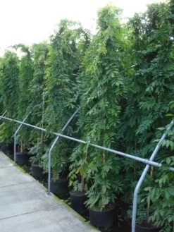 Blauwe Regen (Wisteria Sinensis) 13 Blauwe Regen (Wisteria Sinensis) -Tuinplanten Winkel 20120213094040 13